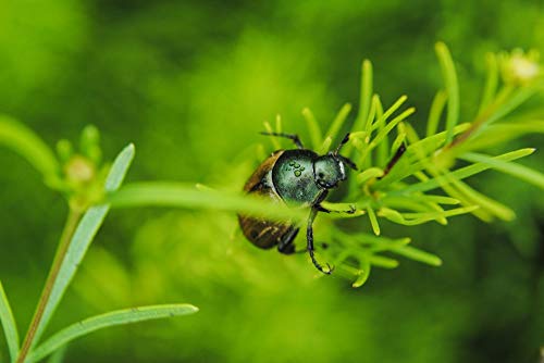 20x30 Inch Laminated Foliage Water Grass Beetle Poster - Vibrant Colors & HD Nature Wall Art - Perfect for Living Room, Bedroom Decor & Office Wall Decoration