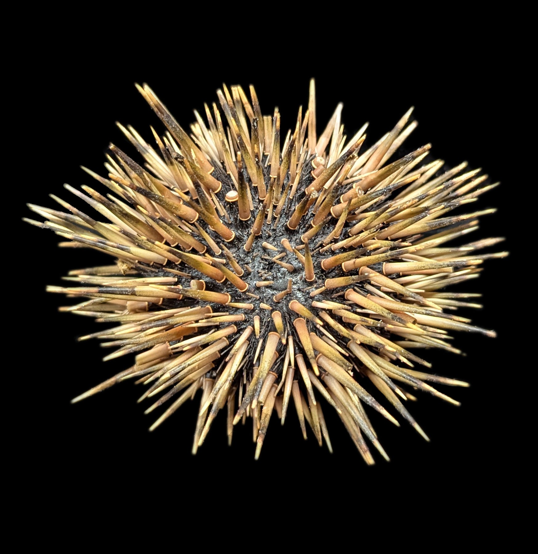 Pink Sea Urchin with Spines - Natural Ocean Decor for Aquariums, Beach Themed Parties & Coastal Home Decor