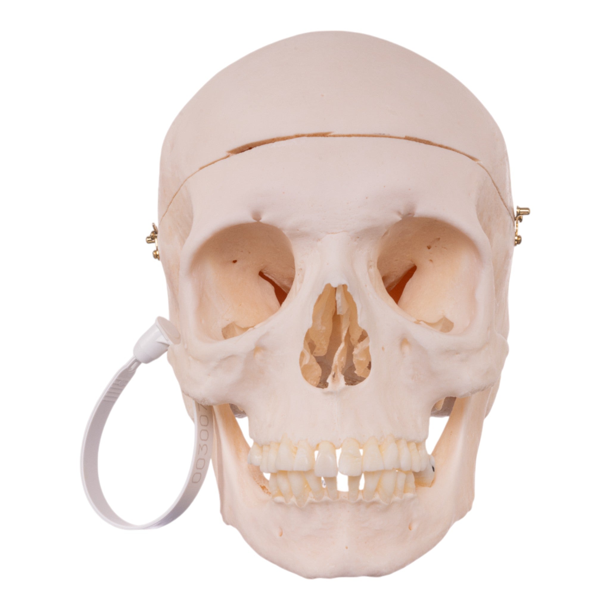 Premium Anatomical Human Skull Model - Realistic Medical & Educational Tool for Students, Doctors & Halloween Decor