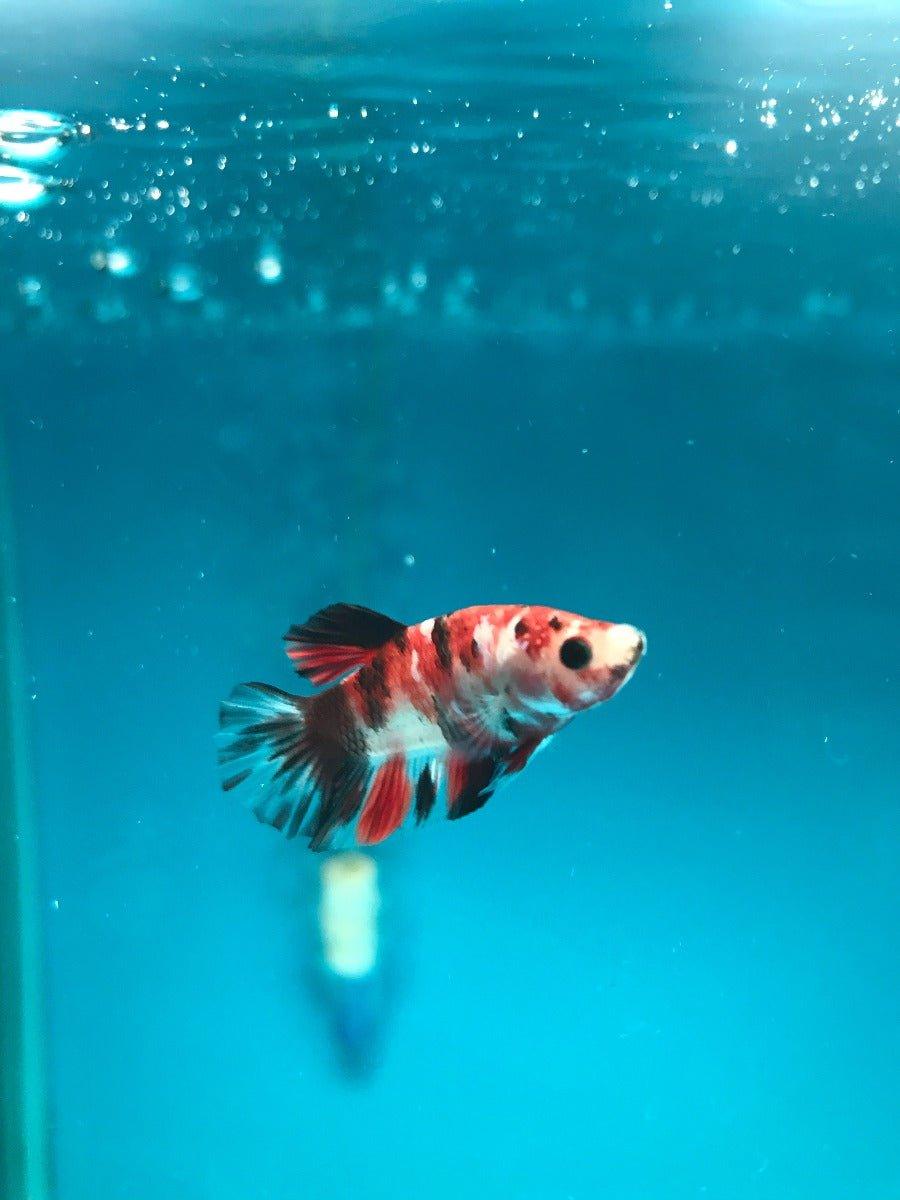 Premium Siamese Fighting Fish (Betta Splendens) - Select 4 Pack for Aquarium & Home Decor | Vibrant Colors & Easy Care Tropical Fish