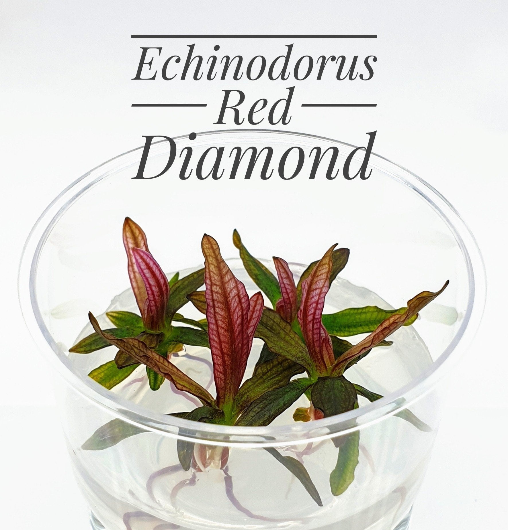 TCulture Echinodorus Red Diamond Aquatic Plant (TC Cup) - Perfect for Aquascaping, Fish Tanks & Aquarium Decoration