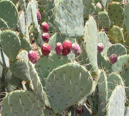 Organic Prickly Pear Bar Soap for Face & Body - Natural Exfoliating & Moisturizing Cleanser - Perfect for Sensitive Skin & Dry Skin Care - Home Spa & Daily Skincare Routine