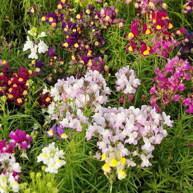 Heirloom Toadflax/Spurred Snapdragon Seeds - 1 Pound Bulk Pack - Pink, Yellow & Purple Flower Seeds for Pollinator Gardens | Attracts Bees, Butterflies & Hummingbirds | Perfect for Cottage Gardens, Wildflower Meadows & Eco-Friendly Landscaping