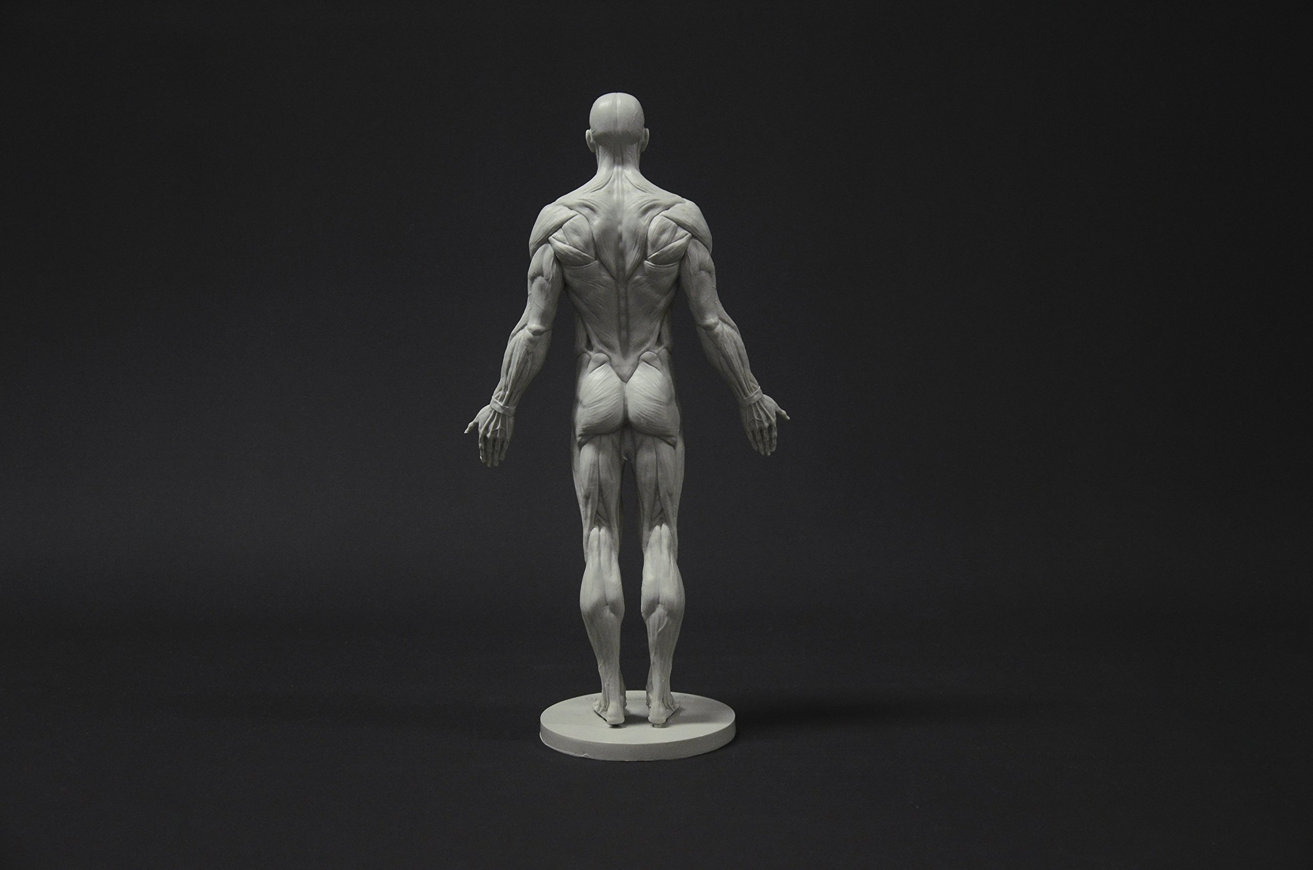 Male Anatomy Figure Collection: Planar, Ecorche & Skin Models - Professional Artist Reference for Human Anatomy Drawing | Perfect for Medical Students, Art Classes & 3D Sculpting