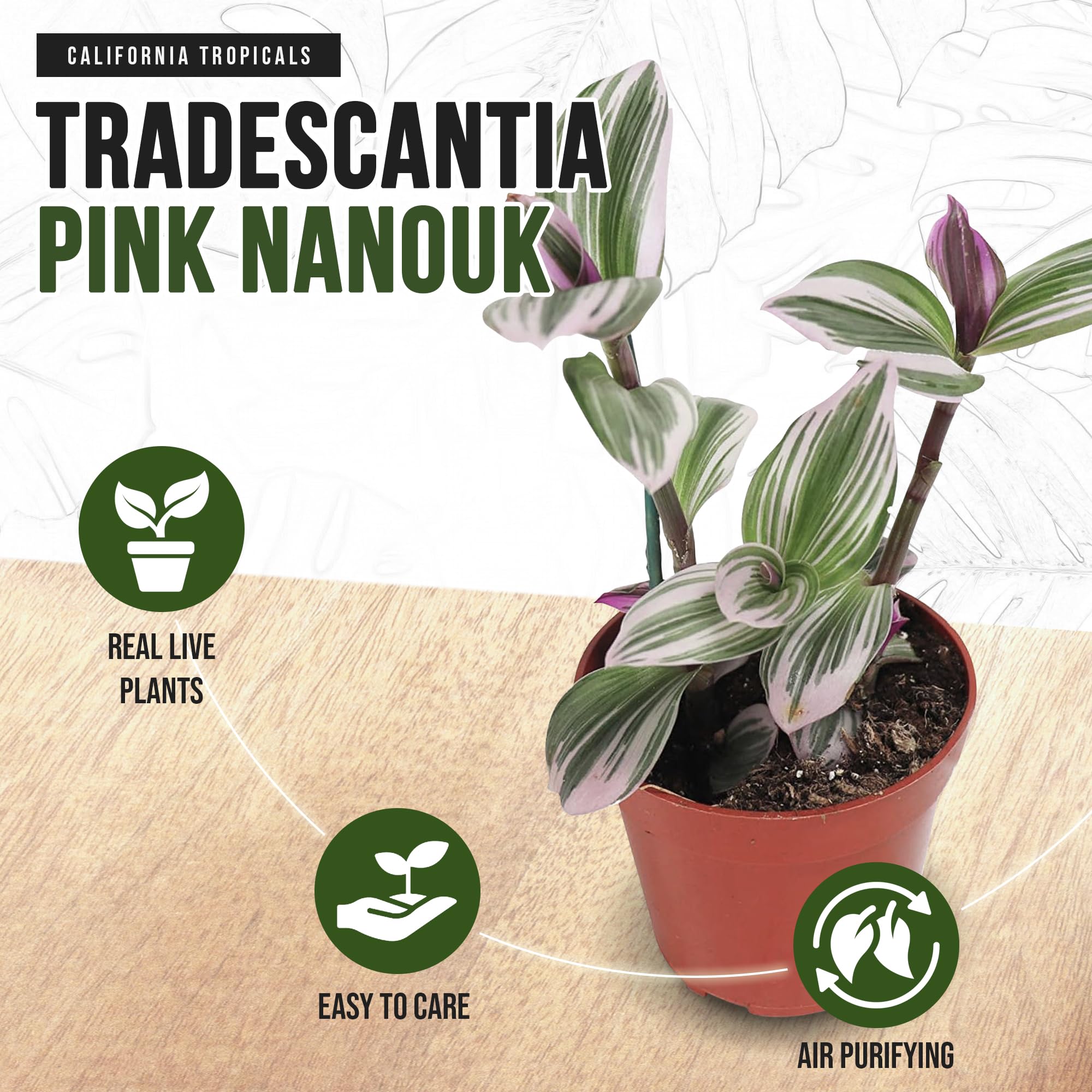 California Tropicals Pink Tradescantia Nanouk - Rare Live Houseplant in 4 Inch Pot with Rooted Leaves - Easy Care Indoor Outdoor Tropical Plant for Home Office Decor, Mini Garden, and Gift Ideas