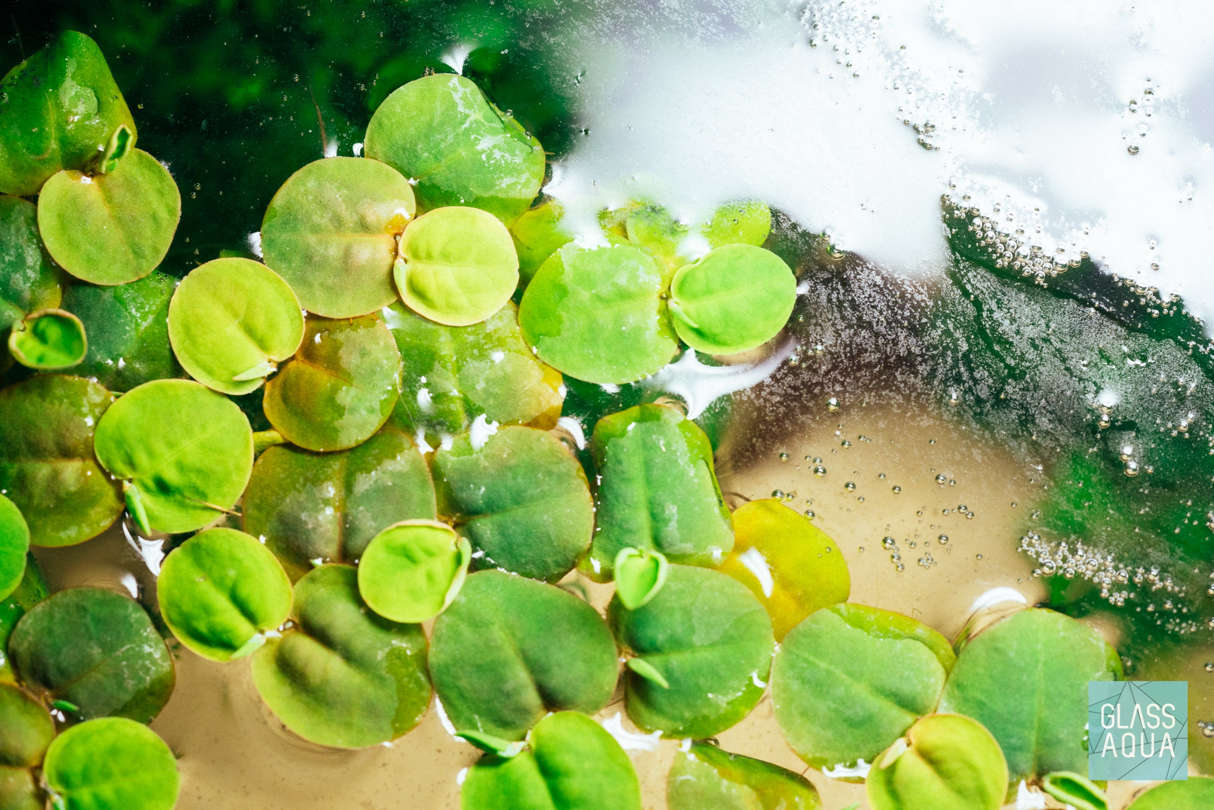 Phyllanthus Fluitans Red Root Floater - Live Aquatic Floating Plant for Ponds & Aquariums | Perfect for Water Gardens, Fish Tanks, and Natural Filtration
