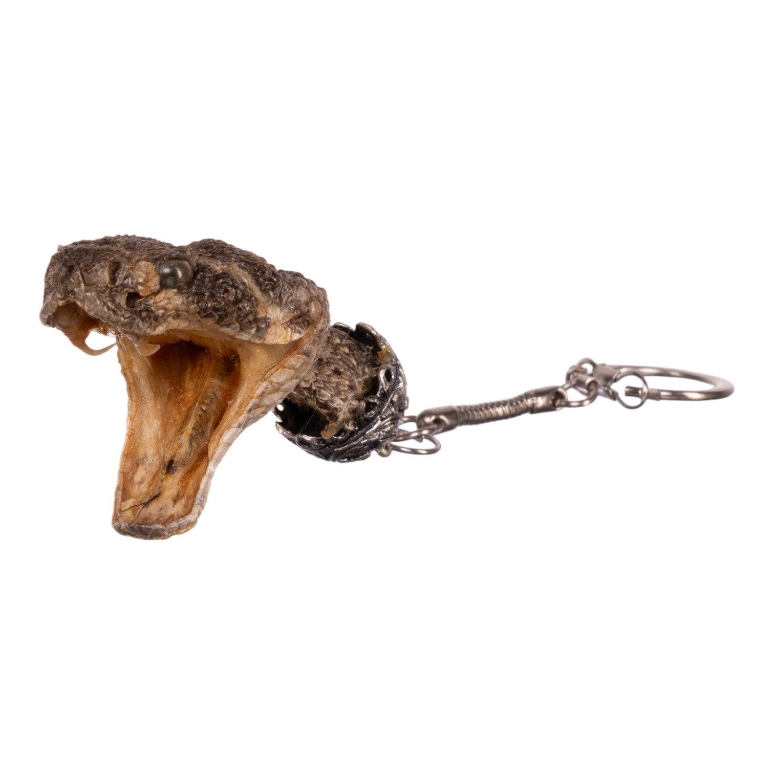 Freeze Dried Rattlesnake Keychain - Unique Reptile Souvenir & Gift for Outdoorsmen, Snake Lovers - Perfect for Hiking, Camping, and Adventure Enthusiasts