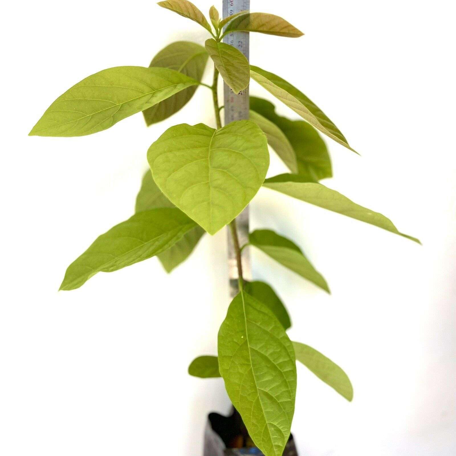 HASS Avocado Tree - Live Big Fruit Plant 12