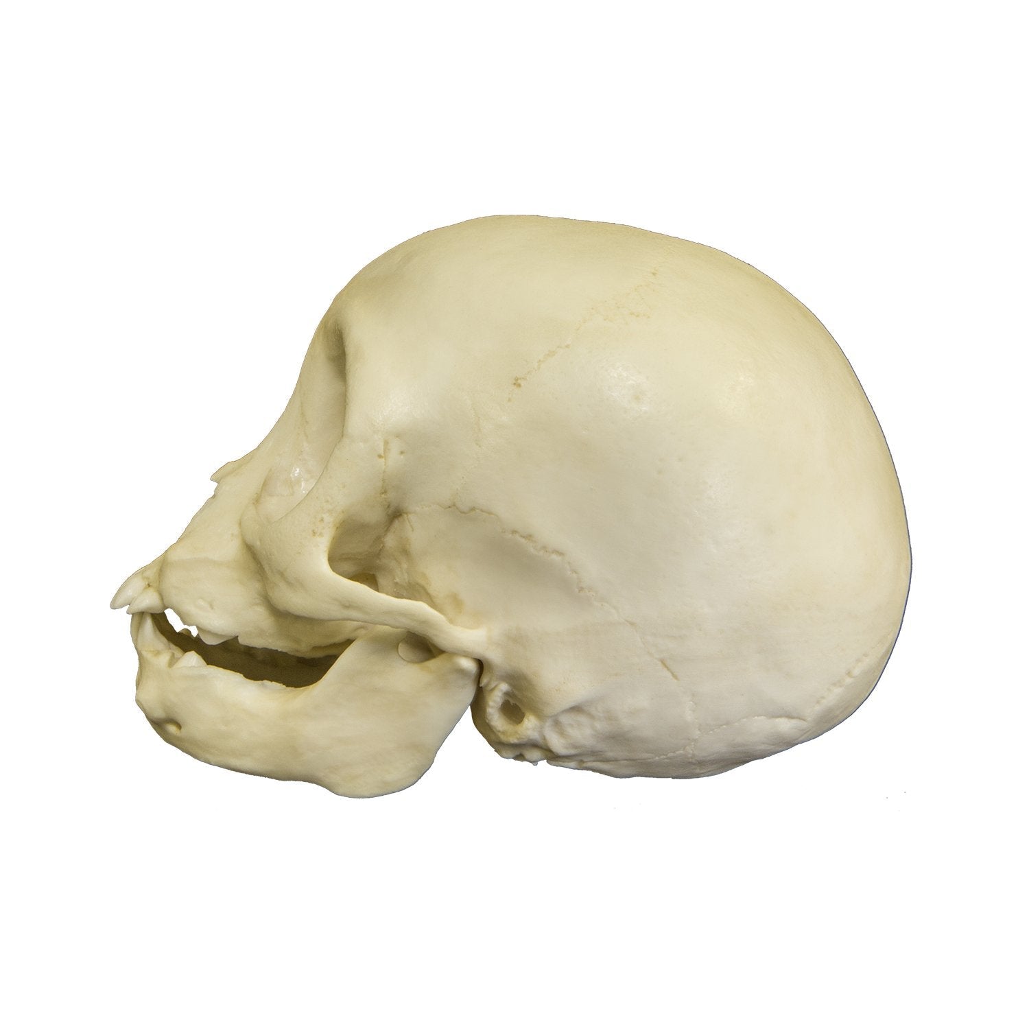 Replica Infant Lowland Gorilla Skull - 6 Months Old Lifesize Model - Perfect for Science Classrooms, Biology Studies & Animal Skull Collections