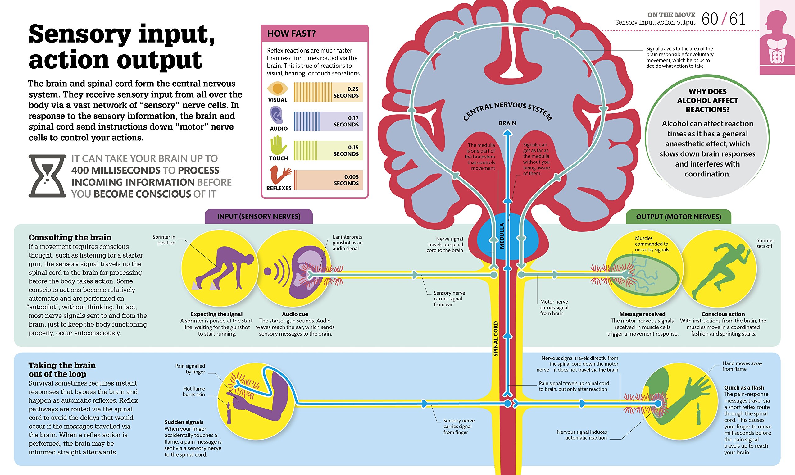 How the Body Works: The Facts Simply Explained - Human Anatomy Guide | DK How Stuff Works | Perfect for Students, Teachers & Medical Learners