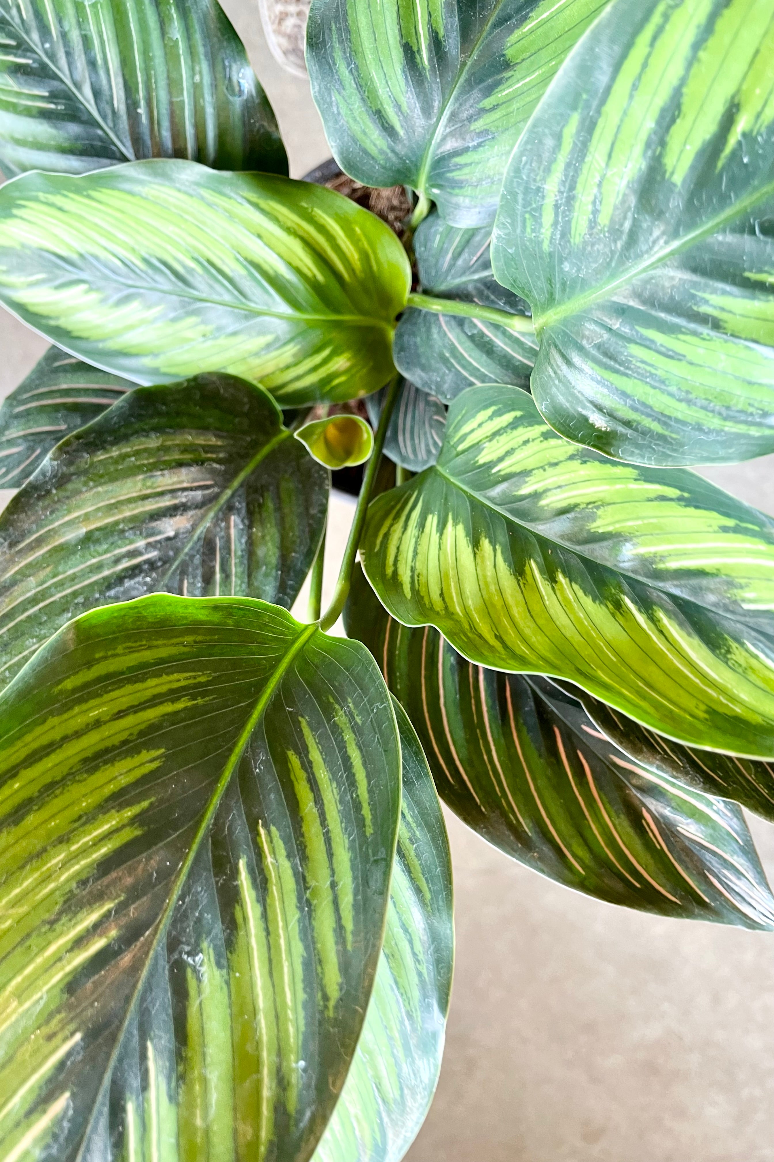 Calathea 'Beauty Star' 6 Inch Live Plant - Rare Tropical Indoor Houseplant with Striking Striped Leaves | Perfect for Home Decor, Office Spaces & Low Light Areas