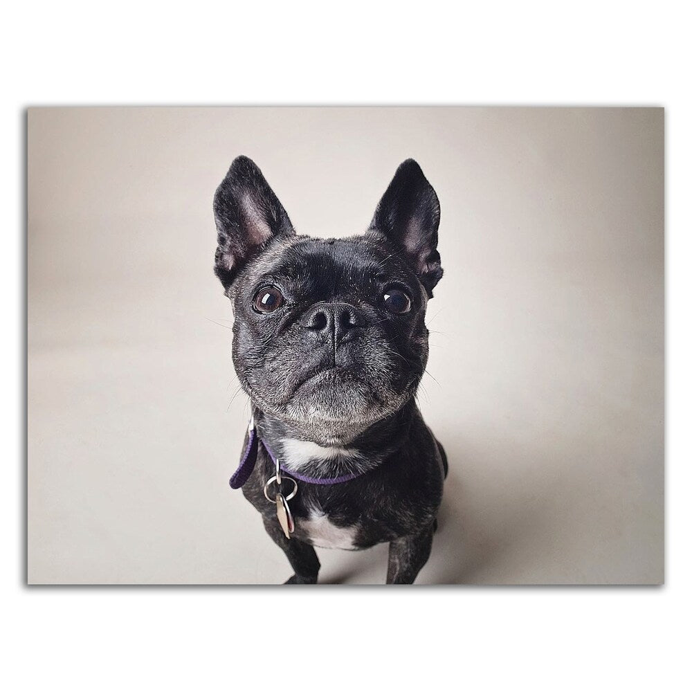 Bailey by Susan Sabo - Premium Canvas Wall Art Print - Ready to Hang - Perfect for Living Room, Bedroom & Office Decor