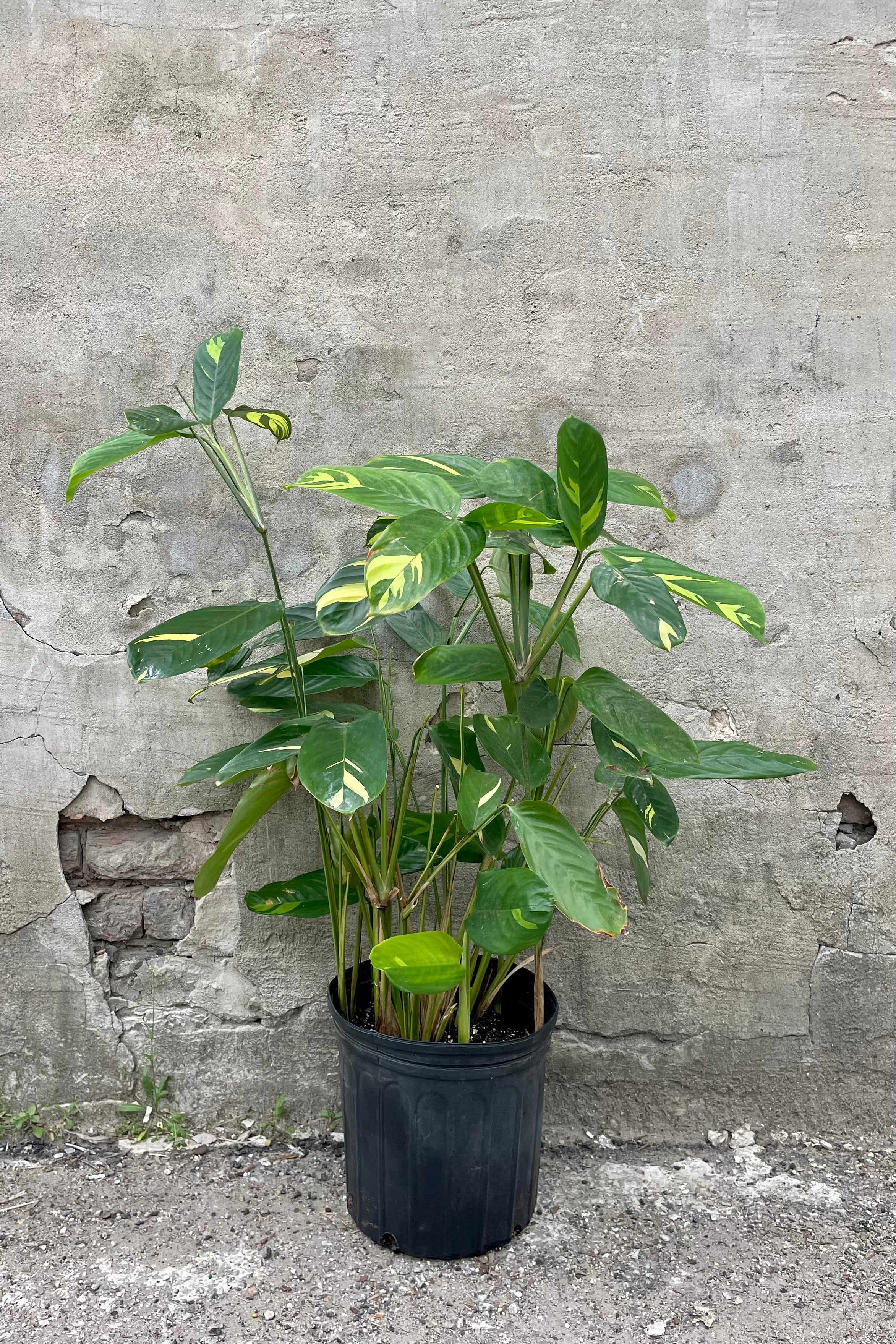 Calathea Lubbersii Prayer Plant - 10 Inch Live Indoor Houseplant for Home & Office Decor | Perfect for Low Light Spaces, Air Purifying, and Tropical Plant Lovers
