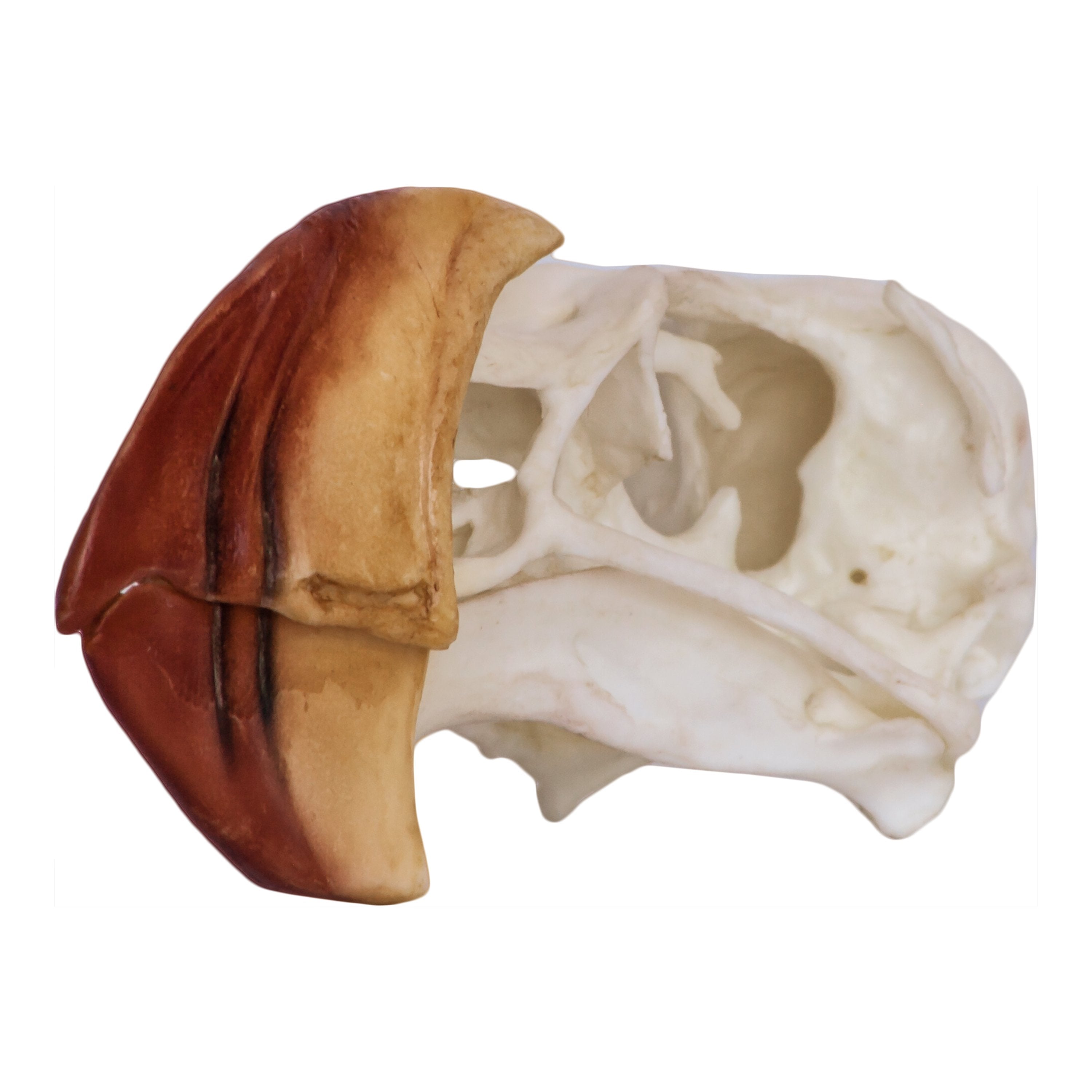 Authentic Replica Horned Puffin Skull - Lifelike Bird Skull Model for Home Decor, Gothic Display & Educational Use | Perfect for Halloween, Taxidermy & Science Classroom Collections