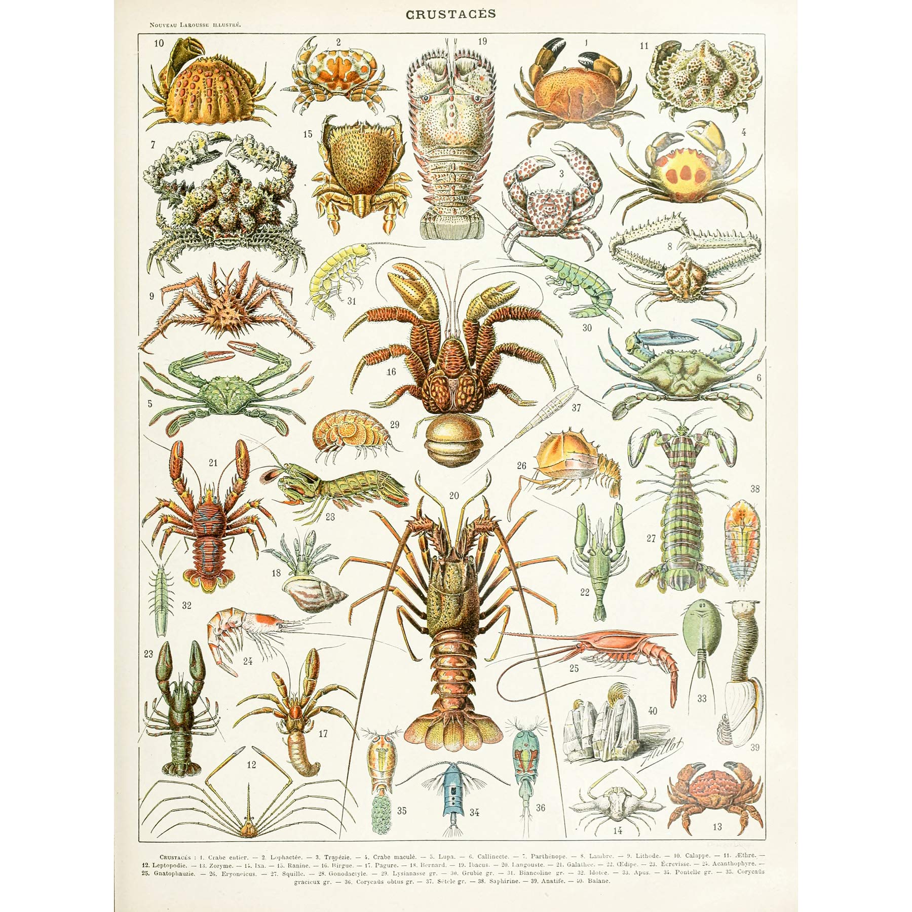 Artery8 Millot Encyclopedia Page Crustaceans Lobster Large Wall Art Poster Print - 18x24 Inch Thick Paper - Vintage Marine Biology Decor for Home, Office & Classroom