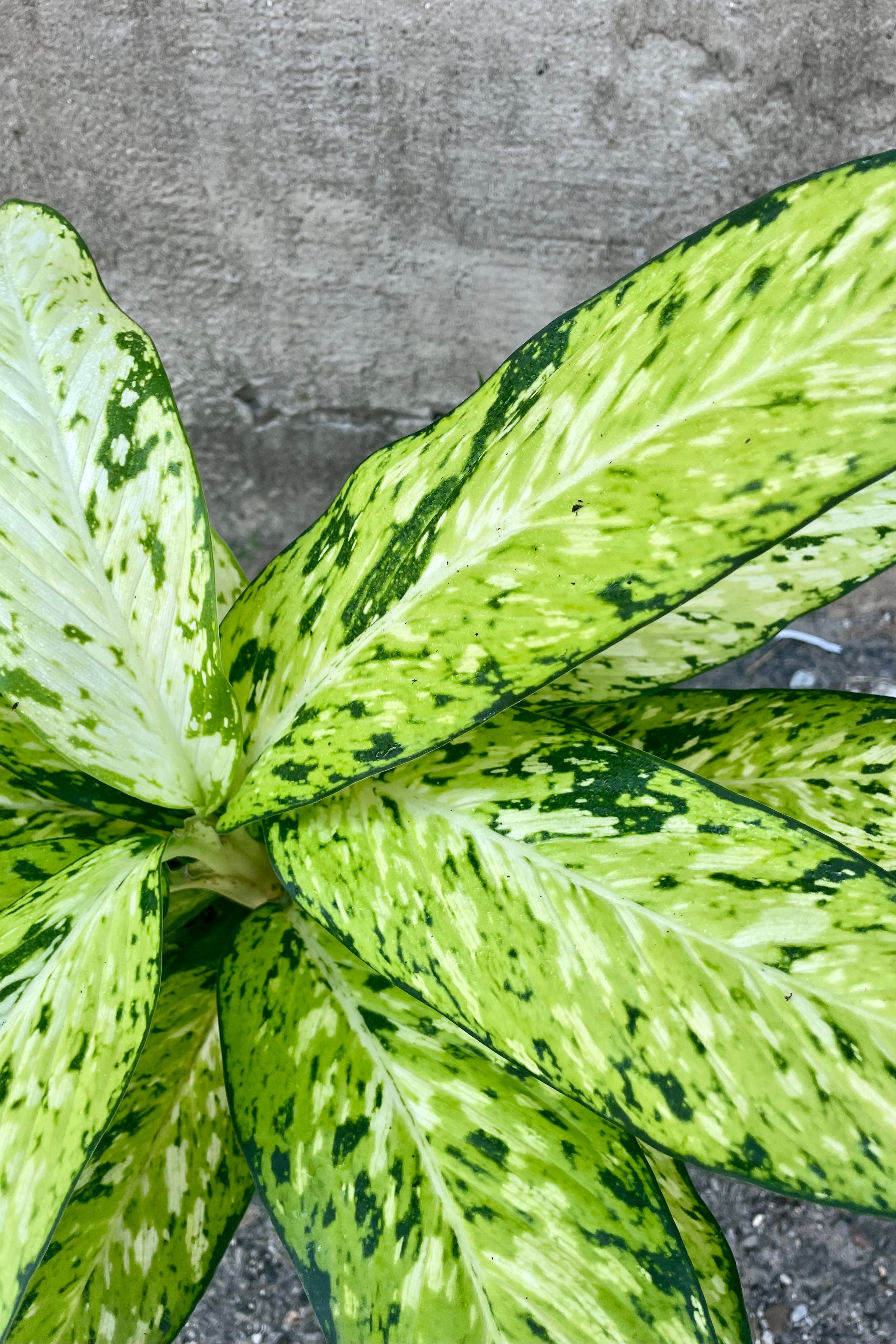 Dieffenbachia 'Star Bright' 6 Inch Live Plant - Low Light Indoor Houseplant for Home & Office Decor - Perfect for Living Room, Bedroom, or Desk