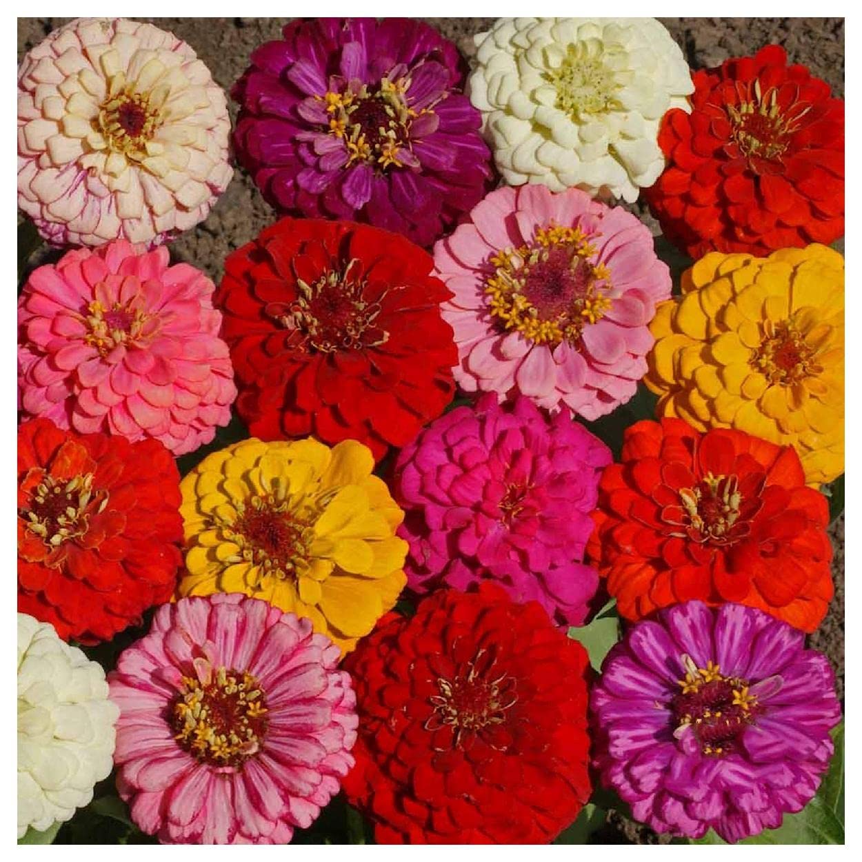 Everwilde Farms - 200 Pumila Mix Zinnia Wildflower Seeds - Gold Vault Jumbo Seed Packet for Garden, Landscaping & Pollinator-Friendly Planting