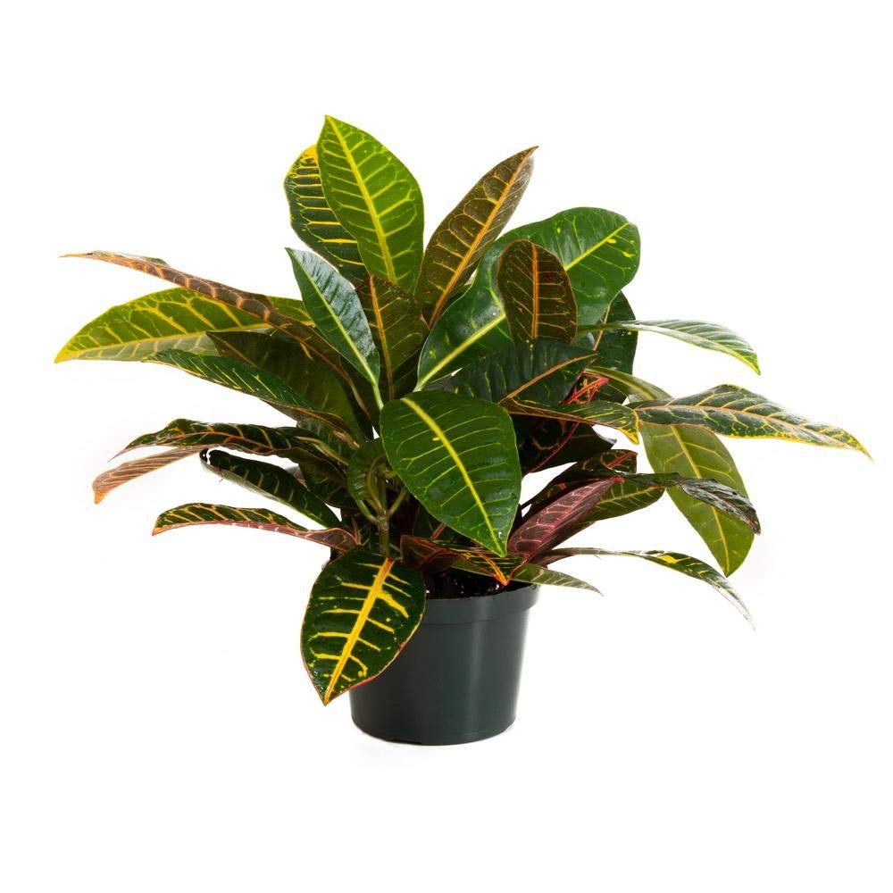 Croton Petra Live Plants - 5 Pack in 6 Inch Pots - Codiaeum Variegatum 'Petra' - Colorful Indoor Houseplants for Air Purification - Perfect for Home, Office & Living Room Decor