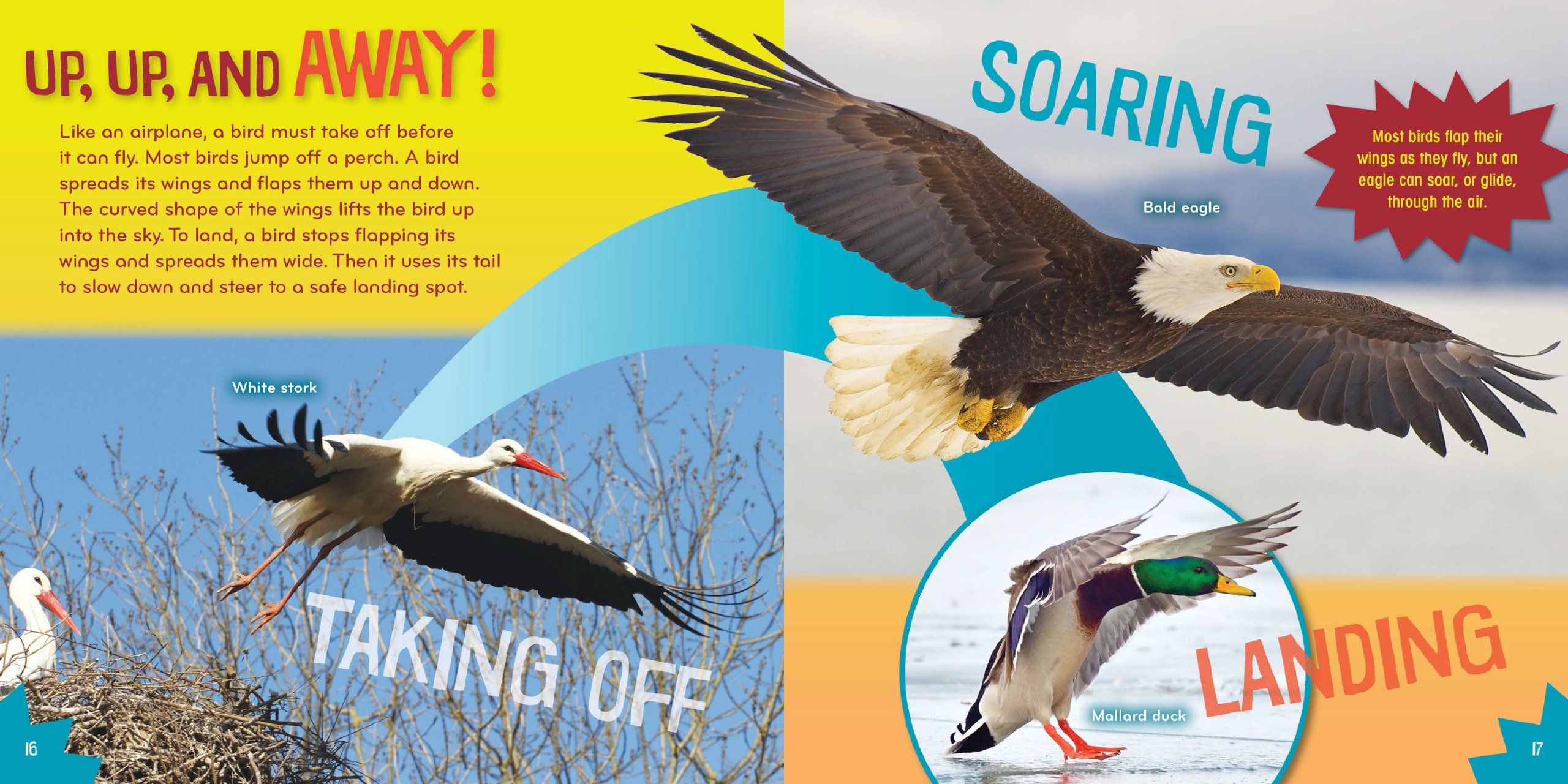 Bird-acious (6) - Fun Science Book for Kids with Interactive Bird-Themed Activities | Perfect for Homeschooling & Classroom Learning