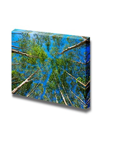Rubber Trees
