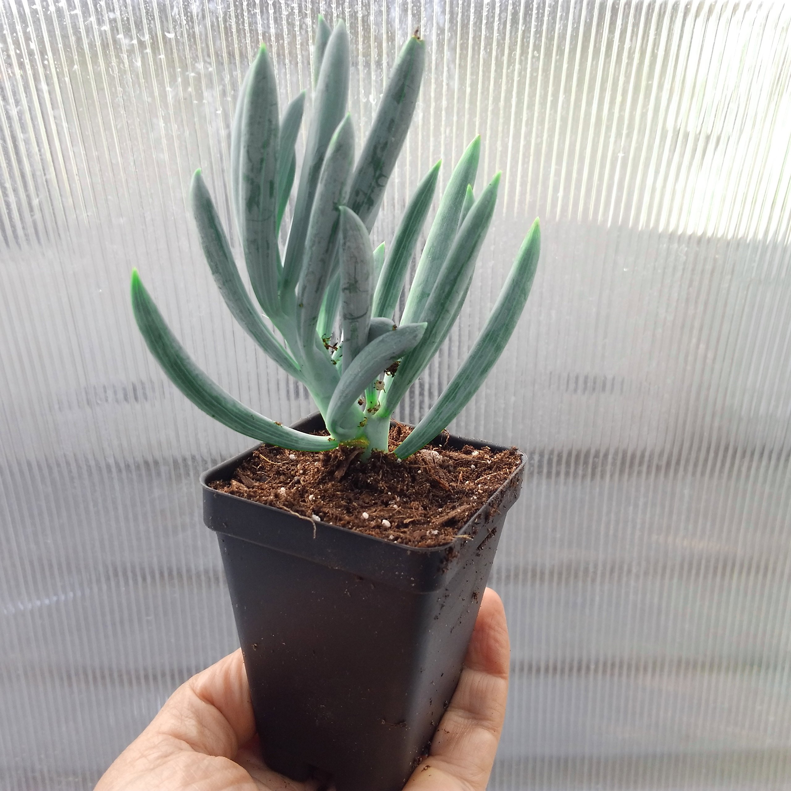 Blue Chalk Sticks (Senecio Mandraliscae) - Live Succulent Plant for Home Decor, Office Desk & Drought-Tolerant Landscaping