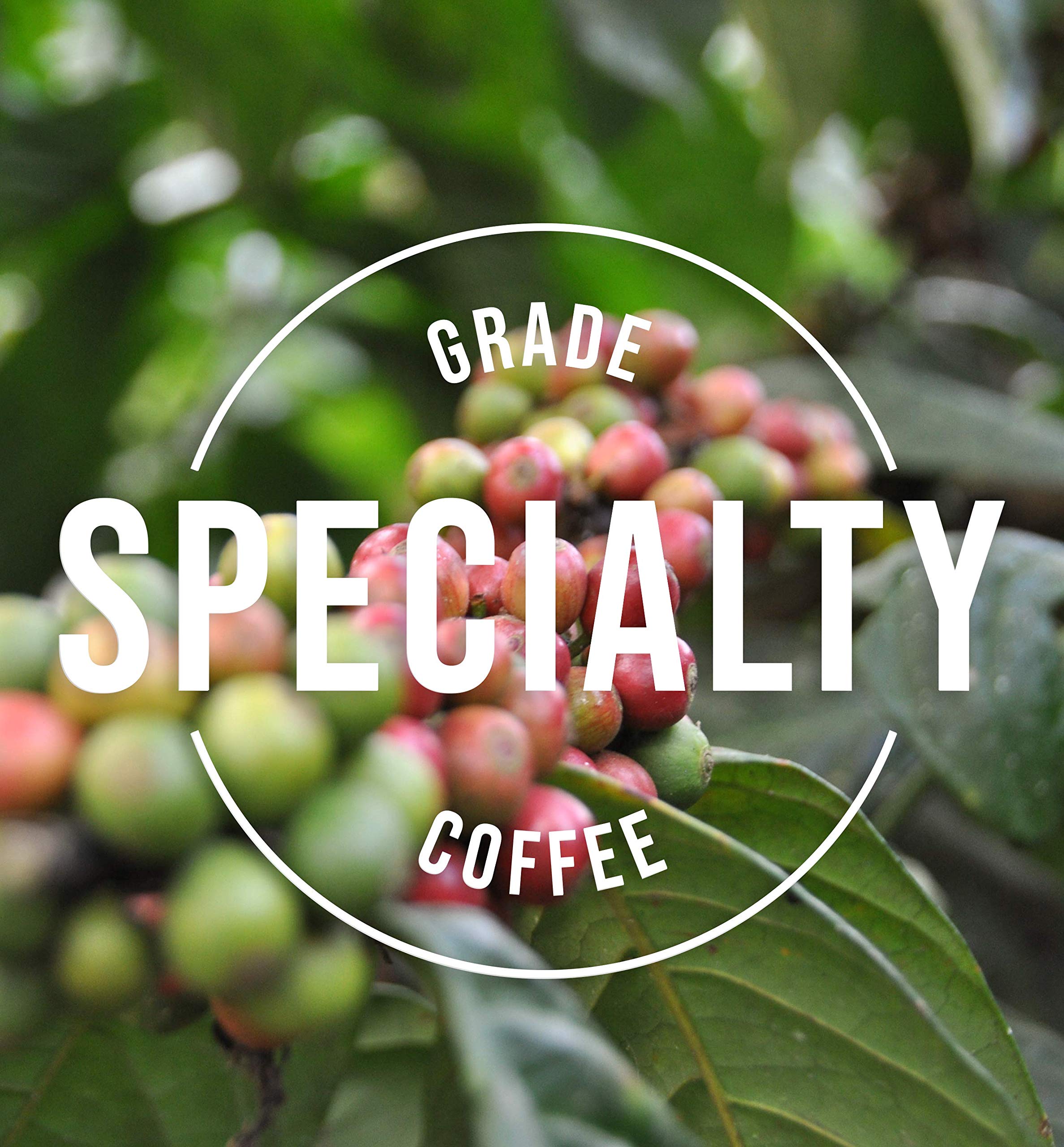 Premium Swiss Water Decaffeinated Espresso Coffee Beans - Whole Bean Dark Roast by Dr Mojo Coffee Roasters (12oz) - Perfect for Home Brewing, Espresso Machines & Gift Giving