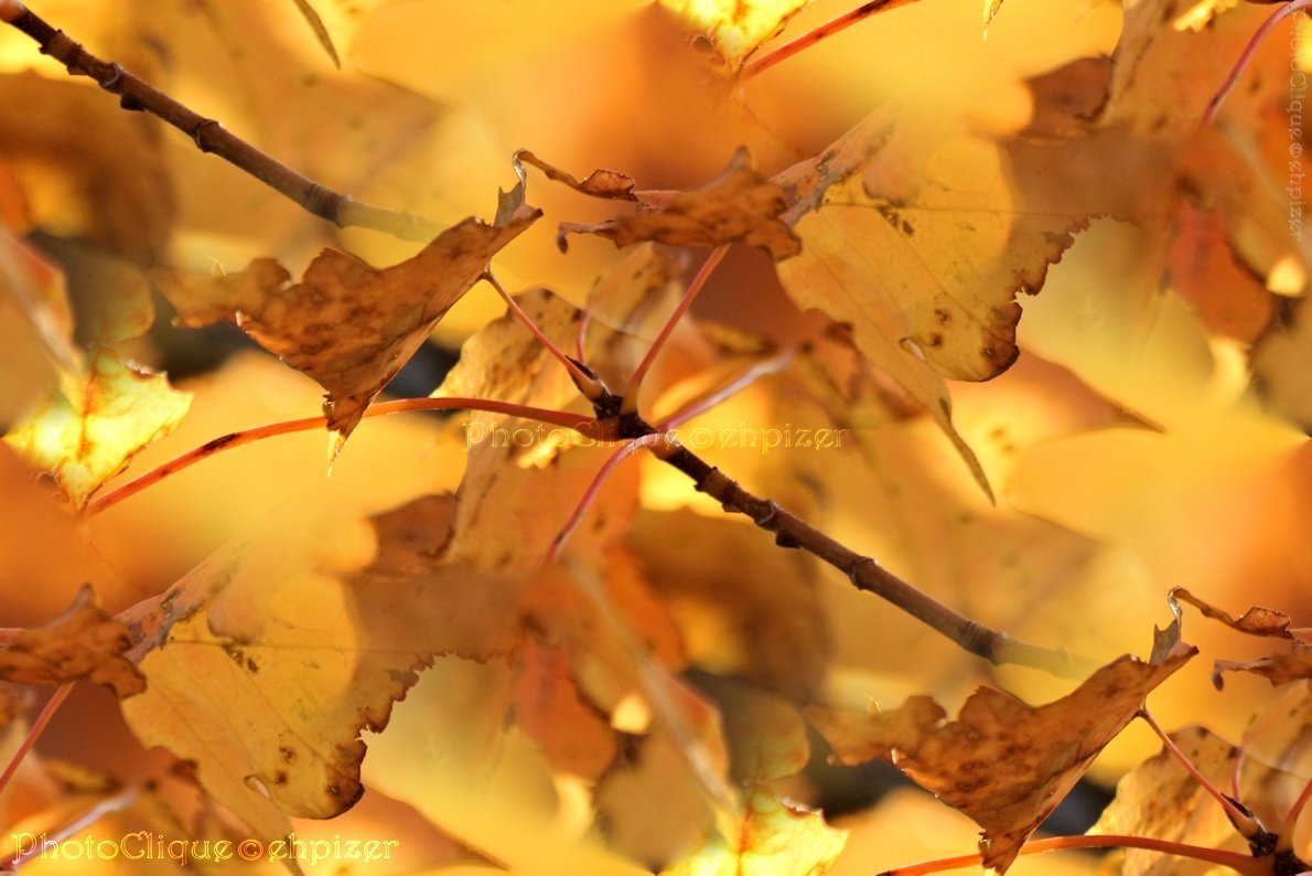 Golden Maple Leaves Fine Art Photography Print - Rich Autumn Fall Colors - Perfect for Home Decor, Wall Art & Seasonal Gifts