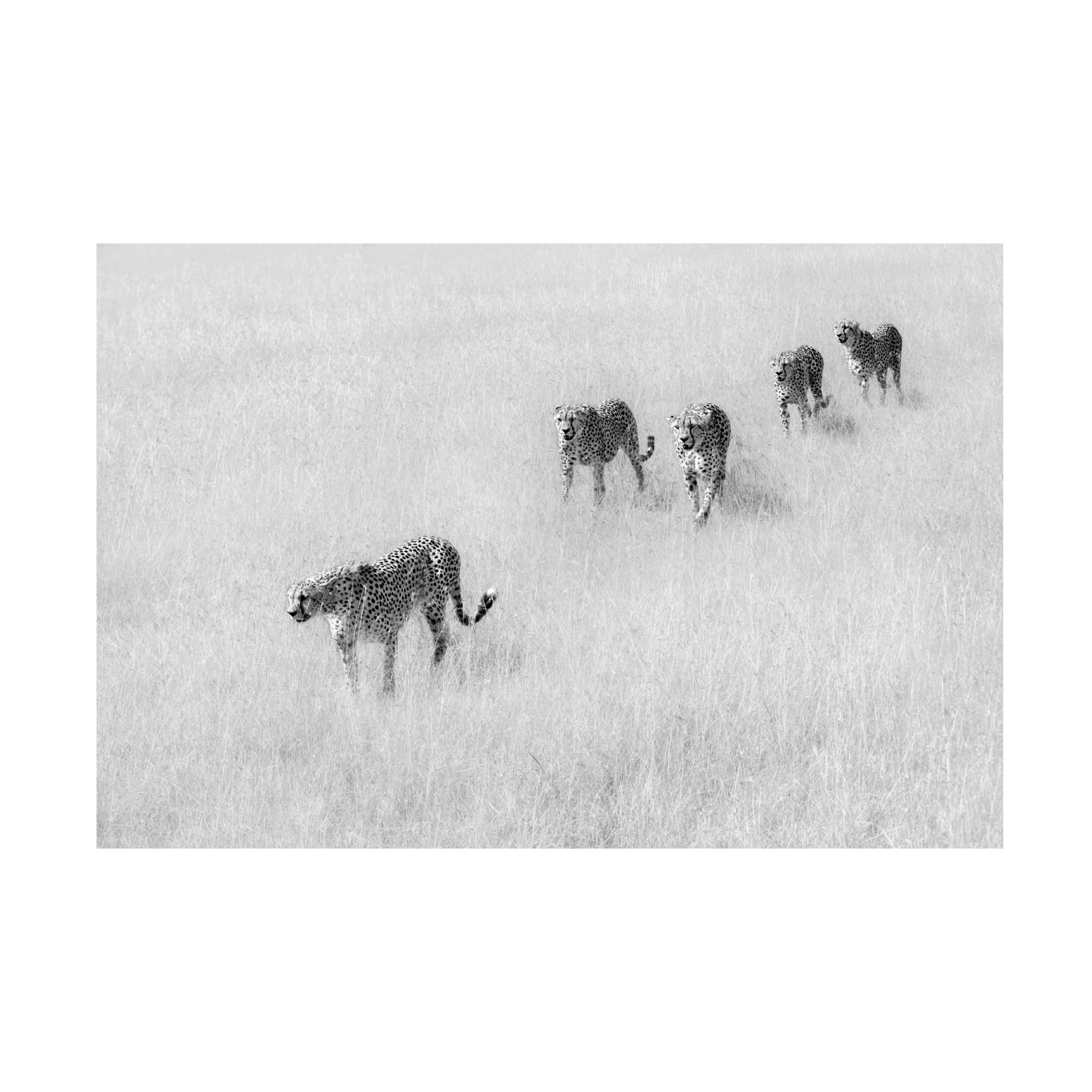 Jun Zuo 'Five Boys' Canvas Art Print - Modern Wall Decor for Living Room, Bedroom & Office - Trademark Fine Art Collection