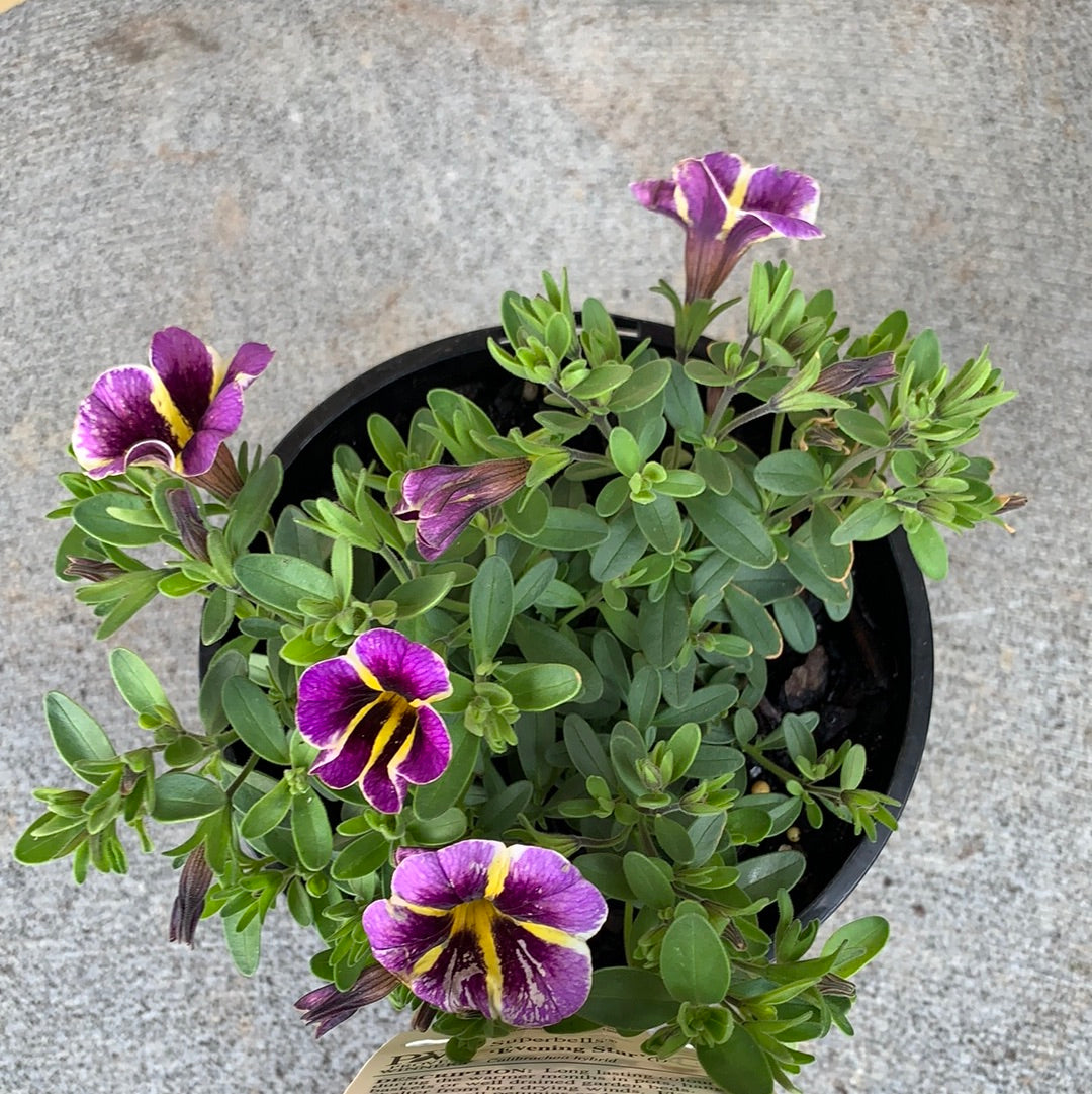 Calibrachoa 'Evening Star' - Purple Trailing Petunia Flowers for Hanging Baskets & Garden Decor | Perfect for Patios, Balconies, and Outdoor Landscaping