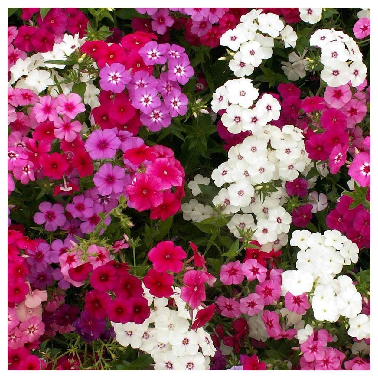 Everwilde Farms 1/4 Lb Mixed Annual Phlox Native Wildflower Seeds - Gold Vault Pack - Perfect for Garden Beds, Borders & Pollinator Gardens