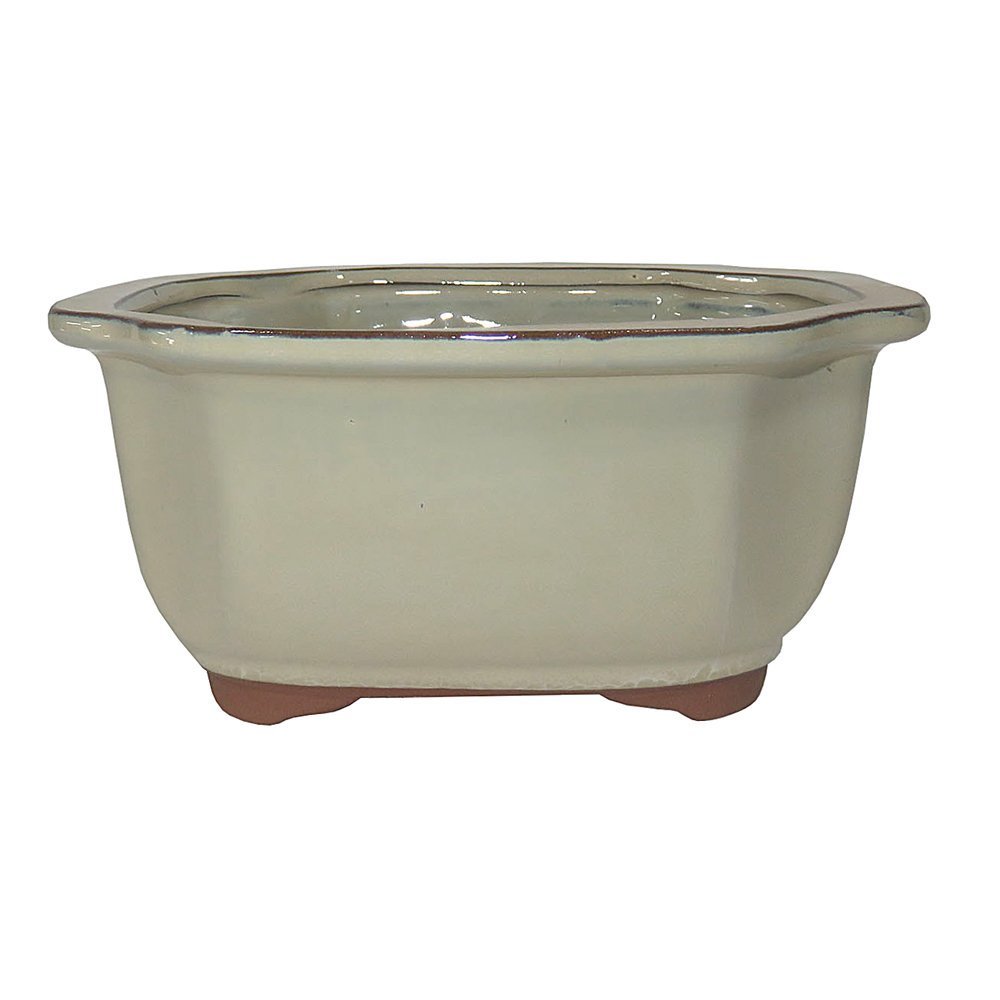 Brussel's 8 Inch Lotus Bonsai Tree in Glazed Ceramic Pot - Medium Ivory Planter for Indoor Zen Garden, Office Decor & Home Meditation Space
