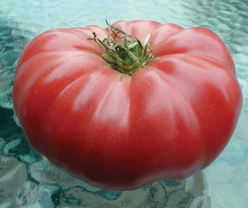 Organic Watermelon Beefsteak Tomato Seeds for Planting - Heirloom Non-GMO, High Yield, Sweet & Juicy - Perfect for Home Gardens, Greenhouses & Urban Farming