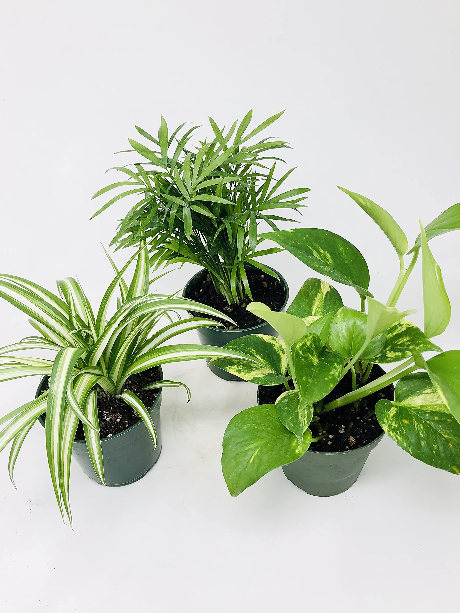 JMBAMBOO All Seasons Indoor Plants Collection - Spider Plant, Parlor Palm, Golden Pothos (Devil's Ivy) - Perfect for Home Decor, Office Plants & Air Purification