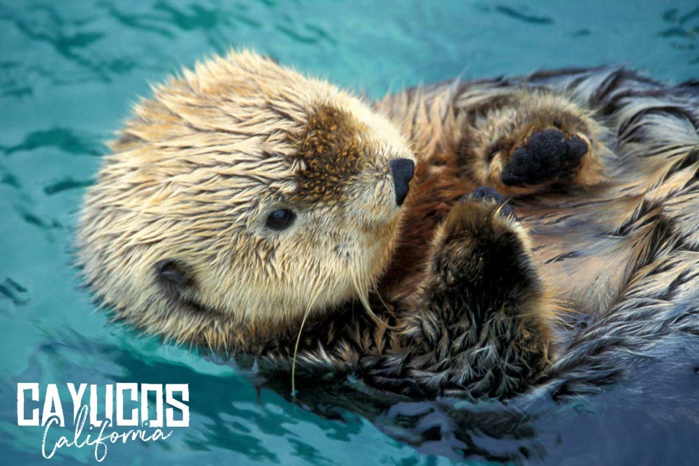 Sea Otter Up Close Wall Art - 16x24 Wrapped Canvas Print of Cayucos California Wildlife - Coastal Home Decor for Living Room, Beach House & Office