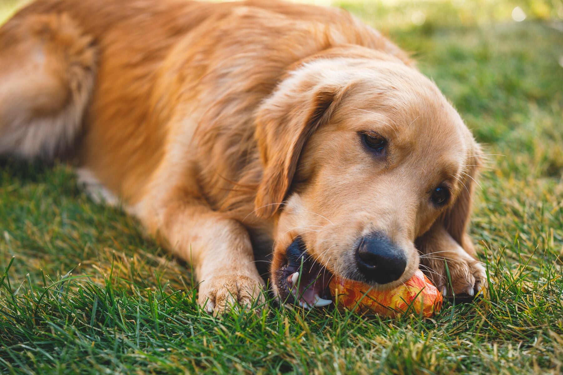 Ruffwear® Gnawt A Cone® Salamander Orange Dog Chew Toy & Treat Dispenser - Durable Interactive Play for Active Dogs, Perfect for Fetch, Training, and Outdoor Adventures