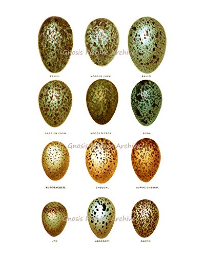 Easter Decorations - Set of 6 Bird Eggs Wall Art Prints, Unframed Home Decor for Easter, Spring & Nursery Room - Perfect for Living Room, Bedroom, Kitchen & Holiday Party Decorations