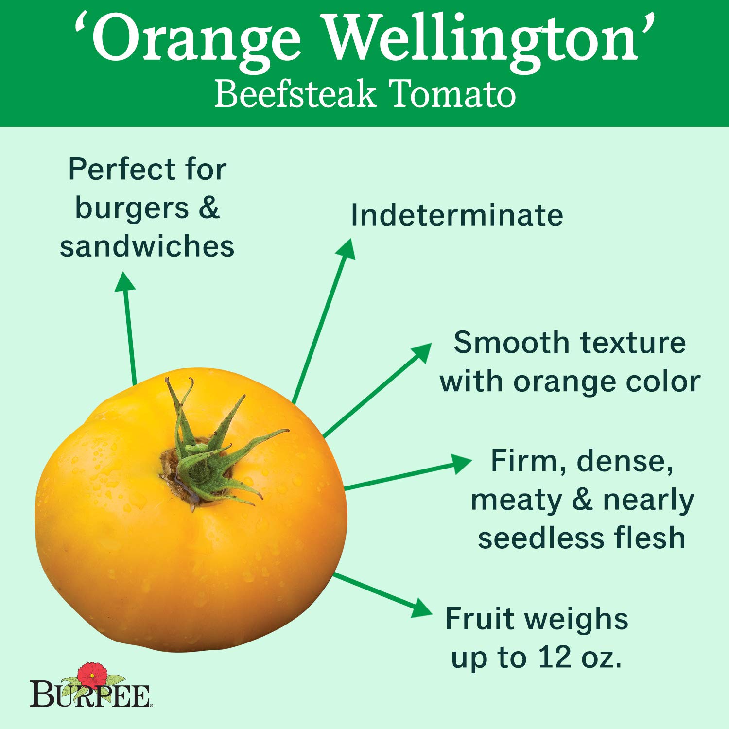 Burpee 'Orange Wellington' Hybrid Tomato Seeds - Non-GMO Orange Beefsteak Slicing Variety (65 Seeds) | Perfect for Home Gardens, Fresh Salads & Canning