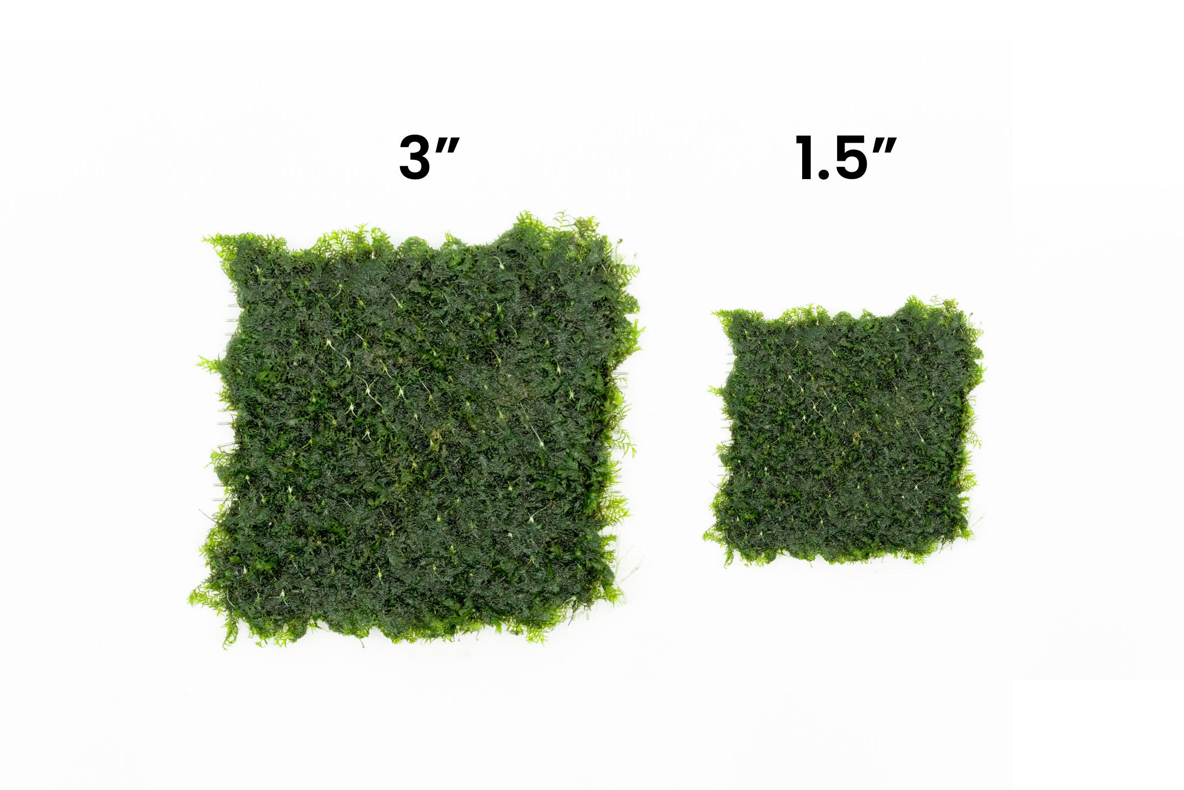 Fissidens Fontanus Moss - Large Aquatic Plant Mat for Freshwater Aquariums, Fish Tanks & Terrariums - Perfect for Aquascaping, Shrimp Tanks & Natural Decor