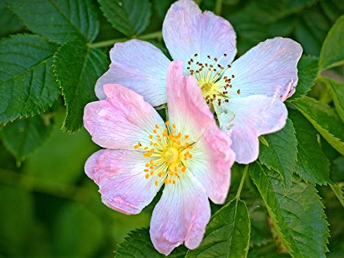20x30 Inch Laminated Rose Blossom Poster - Vibrant Pink Wild Rose Floral Wall Art for Home Decor, Living Room, Bedroom & Office - Fits Standard Frames