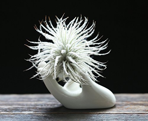 3 Pack Small Ceramic Air Plant Pots - Tillandsia Holder & Decorative Planters for Home, Office, or Wedding Decor - Perfect for Tabletop, Shelf, and Wall Display