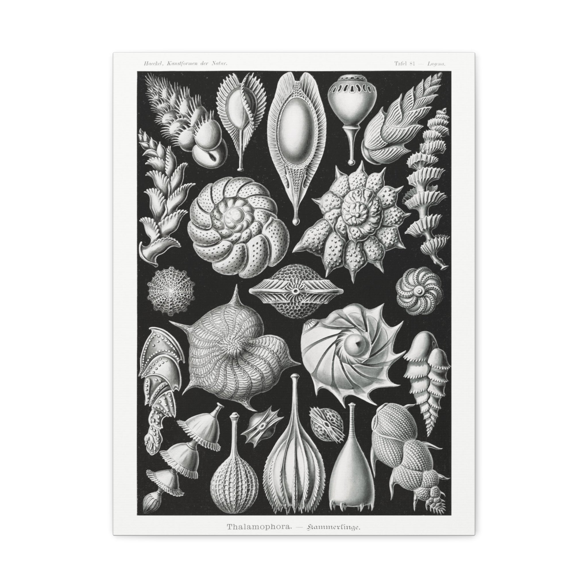 Ernst Haeckel Thalamophora Kammerlinge Art Print - Premium Canvas Wall Decor for Living Room, Bedroom & Office