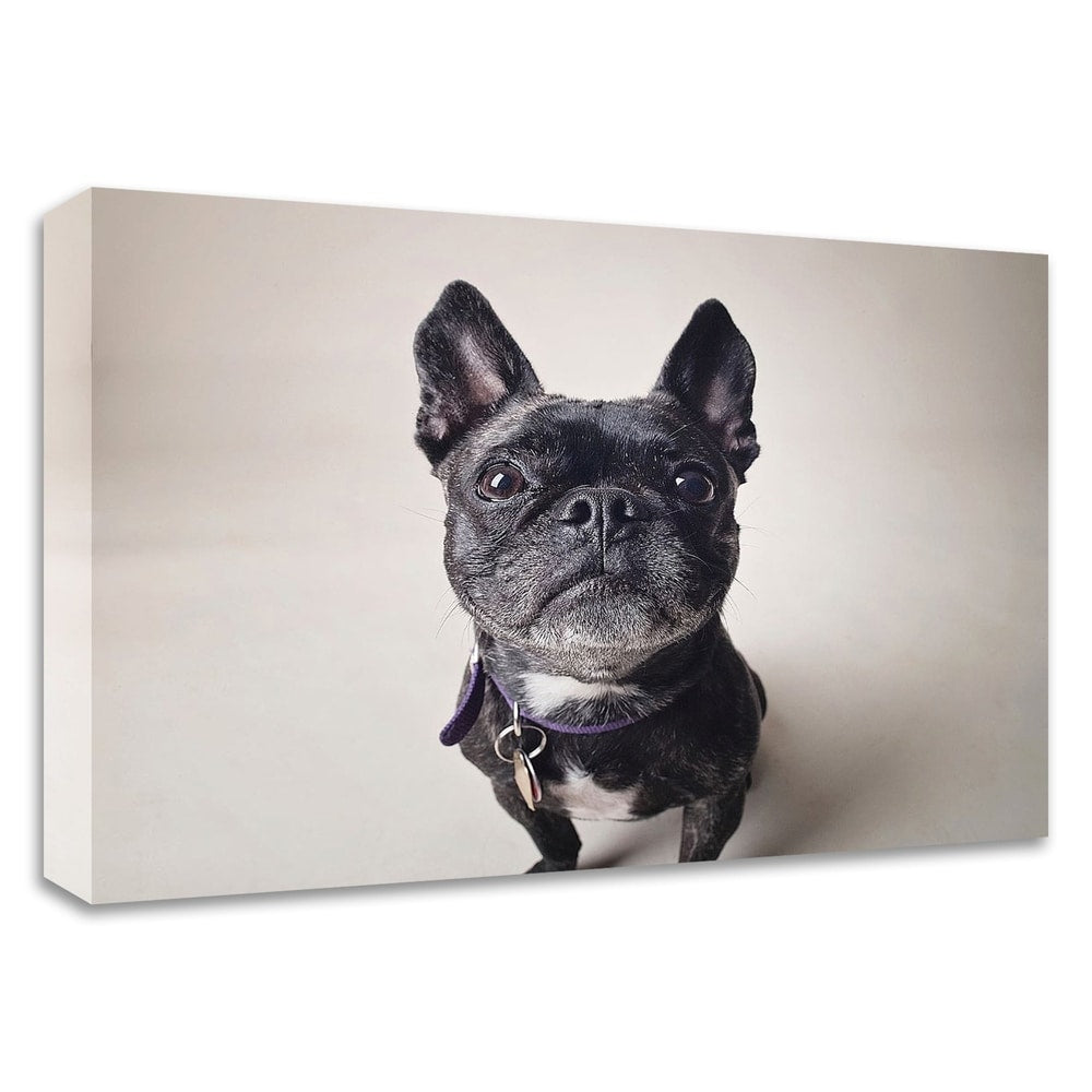 Bailey by Susan Sabo - Premium Canvas Wall Art Print - Ready to Hang - Perfect for Living Room, Bedroom & Office Decor