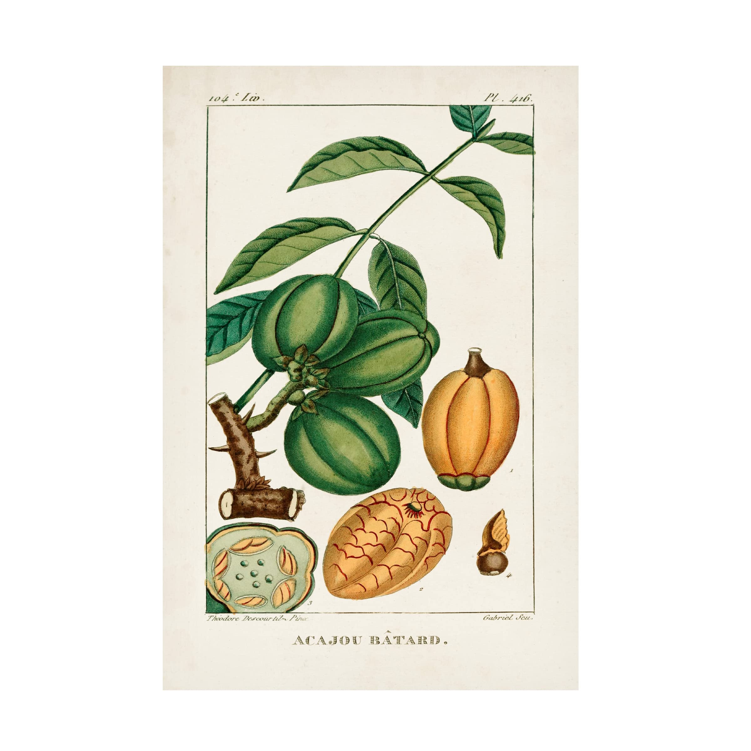 Trademark Fine Art 'Turpin Foliage And Fruit IV' Canvas Wall Art Print - Botanical Still Life Painting for Living Room, Bedroom & Office Decor