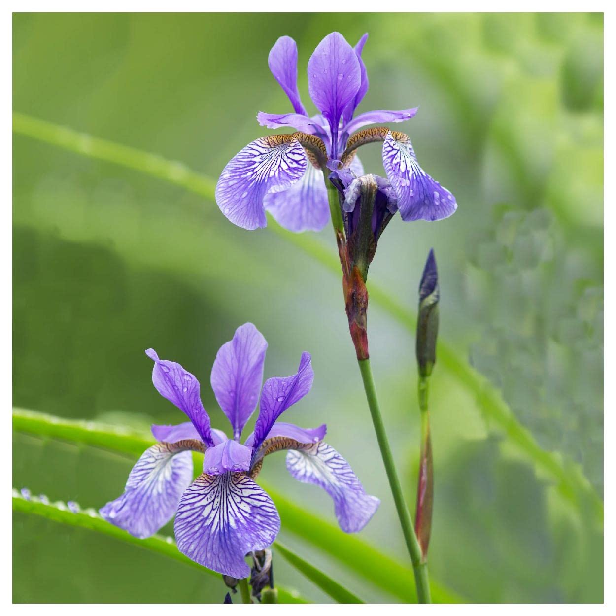 Everwilde Farms - 1/4 Lb Northern Blue Flag Native Wildflower Seeds - Gold Vault Pack - Perfect for Pollinator Gardens, Wetland Restoration & Natural Landscaping