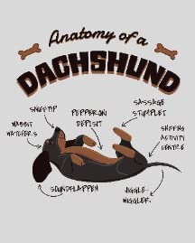 Anatomy of a Dachshund
