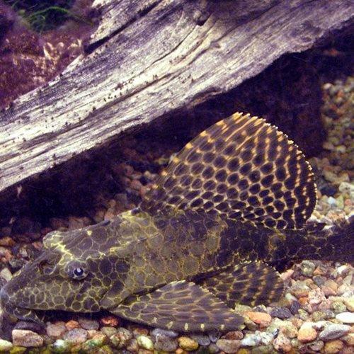 Sailfin Plecostomus (Pterygoplichthys gibbiceps) - Tropical Algae Eater Fish for Aquarium & Fish Tank Cleaning