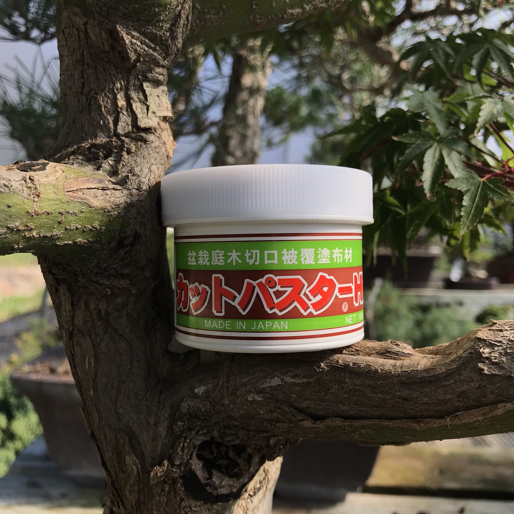 Bonsai Cut Paste for Deciduous Trees - 160g Japanese Made Pruning Sealer | Bark Wound Protection & Tree Care Putty for Perimeter Cuts | Ideal for Gardening, Landscaping & Bonsai Maintenance