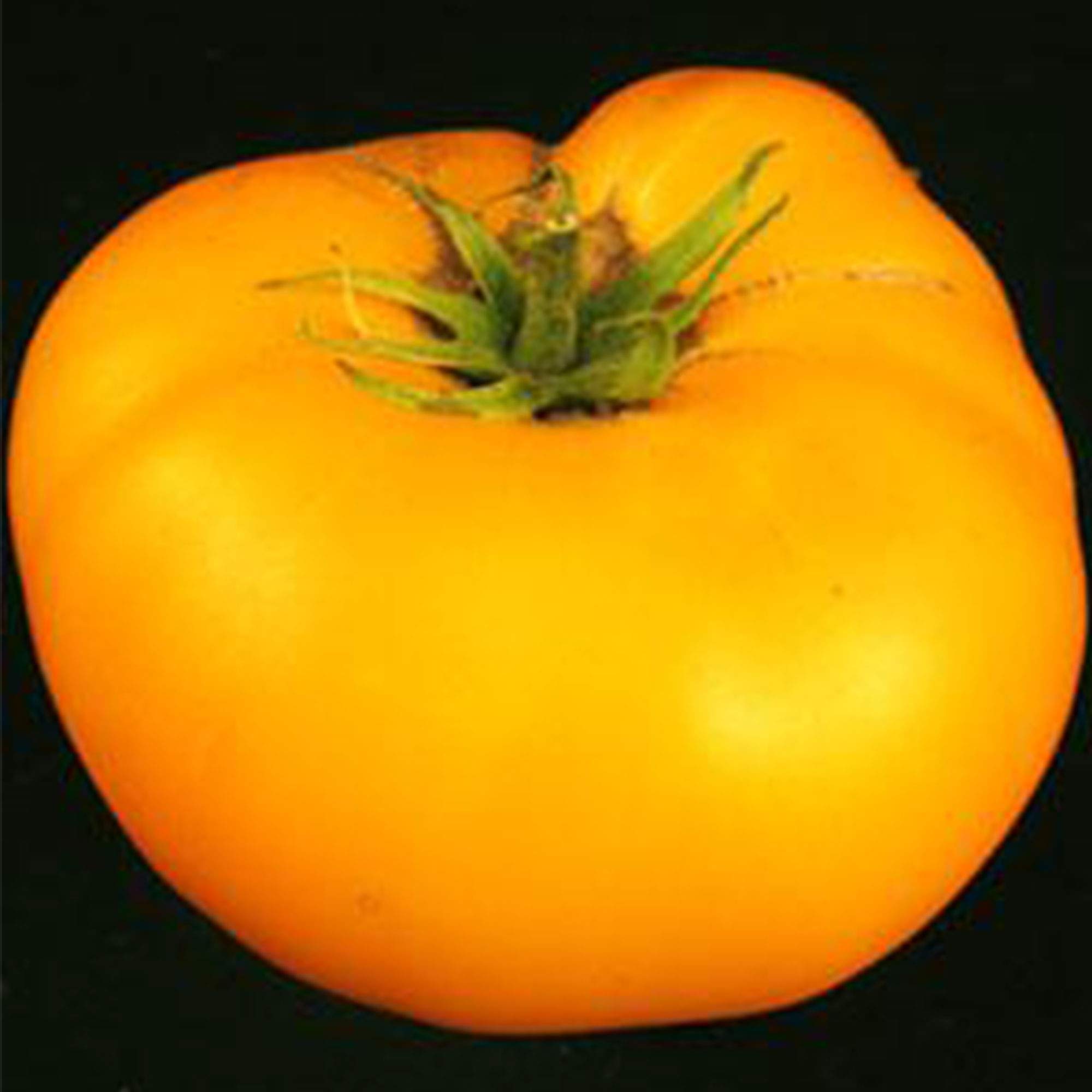 Organic Brandywine Yellow Tomato Seeds ~25 Seeds - Non-GMO Heirloom, Open Pollinated for Home Garden & Farm - Perfect for Fresh Salads, Canning & Sustainable Gardening
