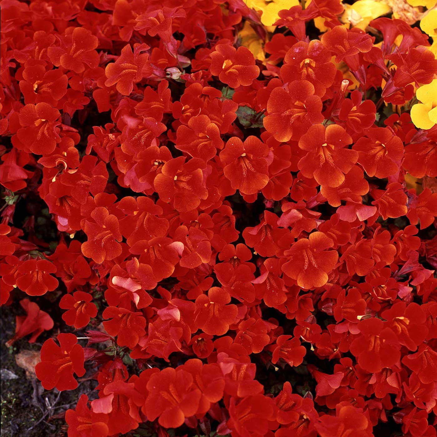 Outsidepride Mimulus Red Flower Seeds - Pack of 2500 for Vibrant Garden Beds & Landscaping