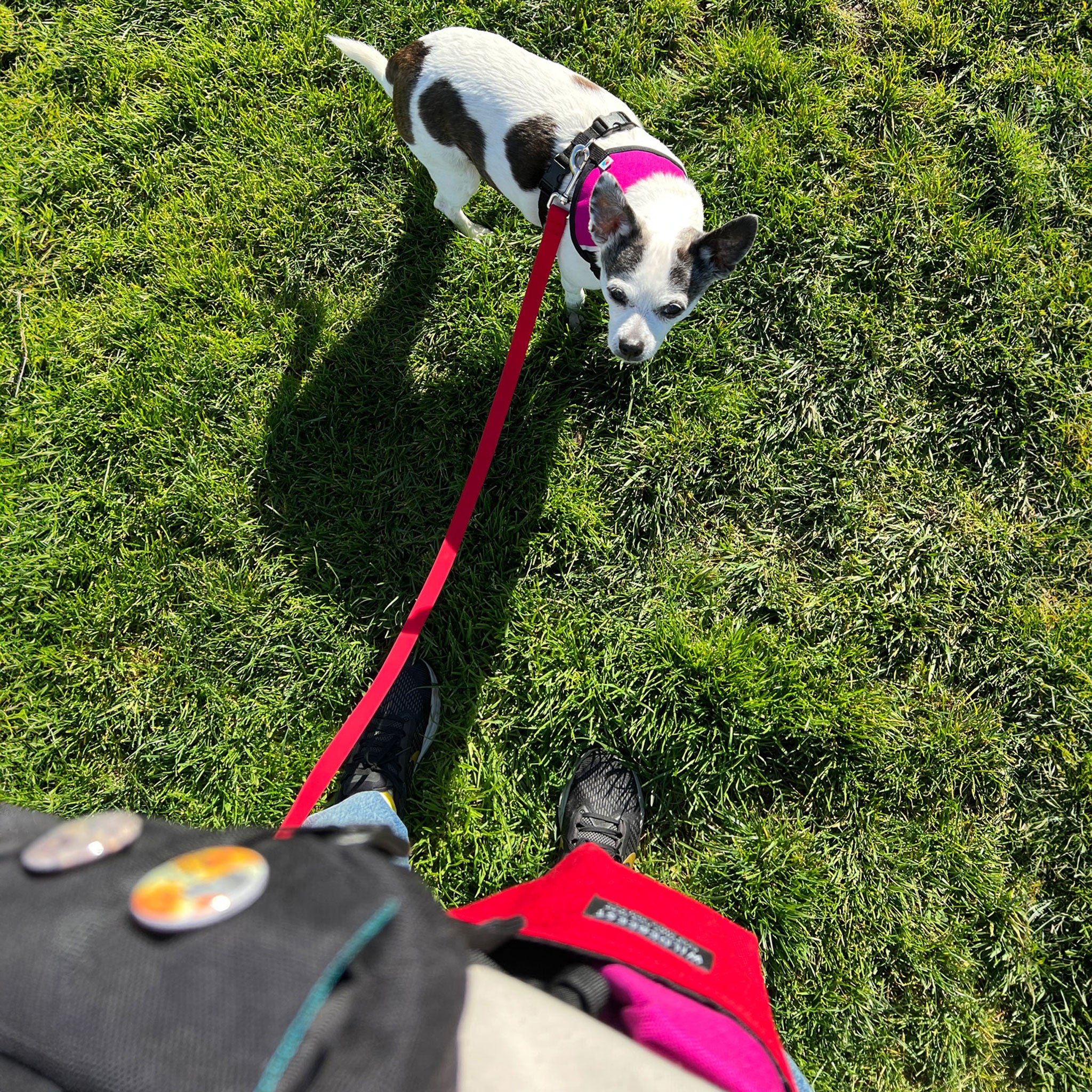 Wildebeest Funston 4-Foot Medium Dog Lead in Red - Perfect for Walking, Training & Outdoor Adventures with Your Pet